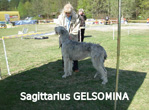 GELSOMINA SAGITTARIUS 