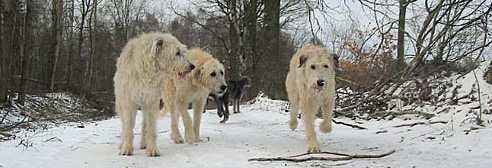 Wilczarze