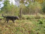 irish-wolfhound-32.jpg