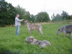 irish-wolfhound154.jpg