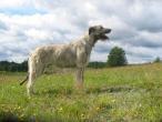 irish-wolfhound52.jpg