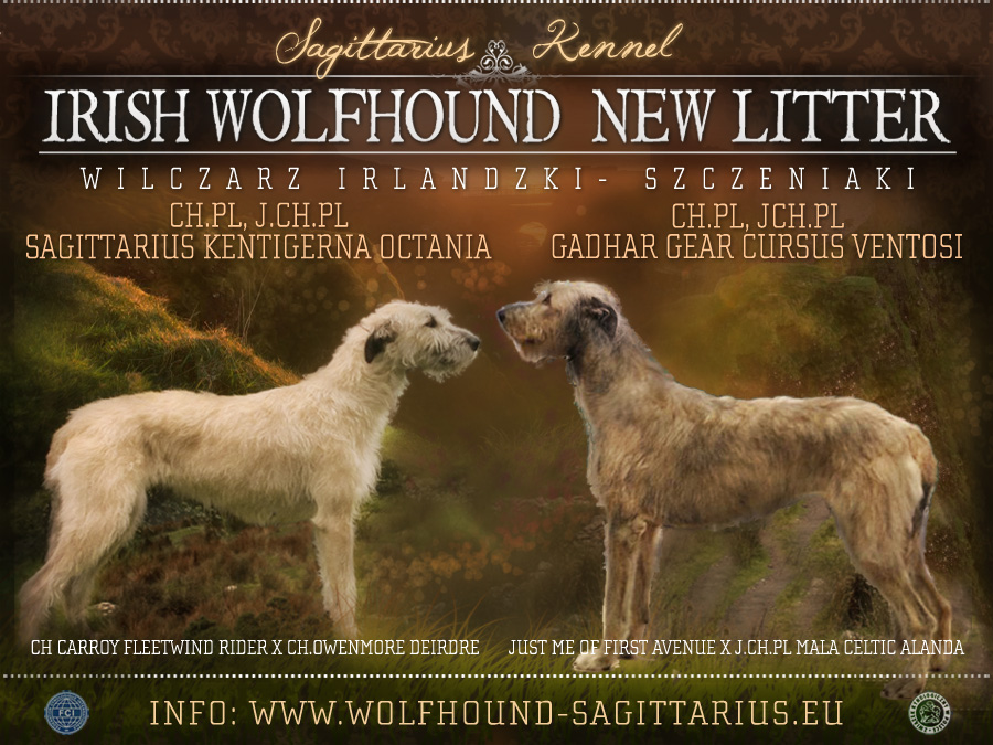 Sagittarius - Irish Wolfhound & Irish Glen of Imaal Terrier 